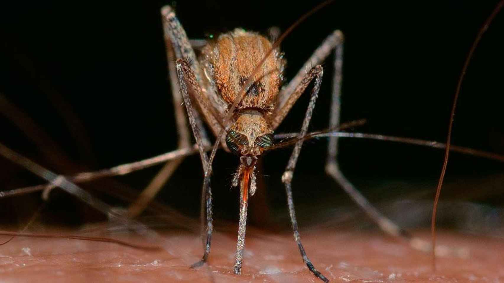 Un mosquito / PIXABAY