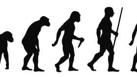 'Homo erectus', evolución del hombre / CREATIVE COMMONS