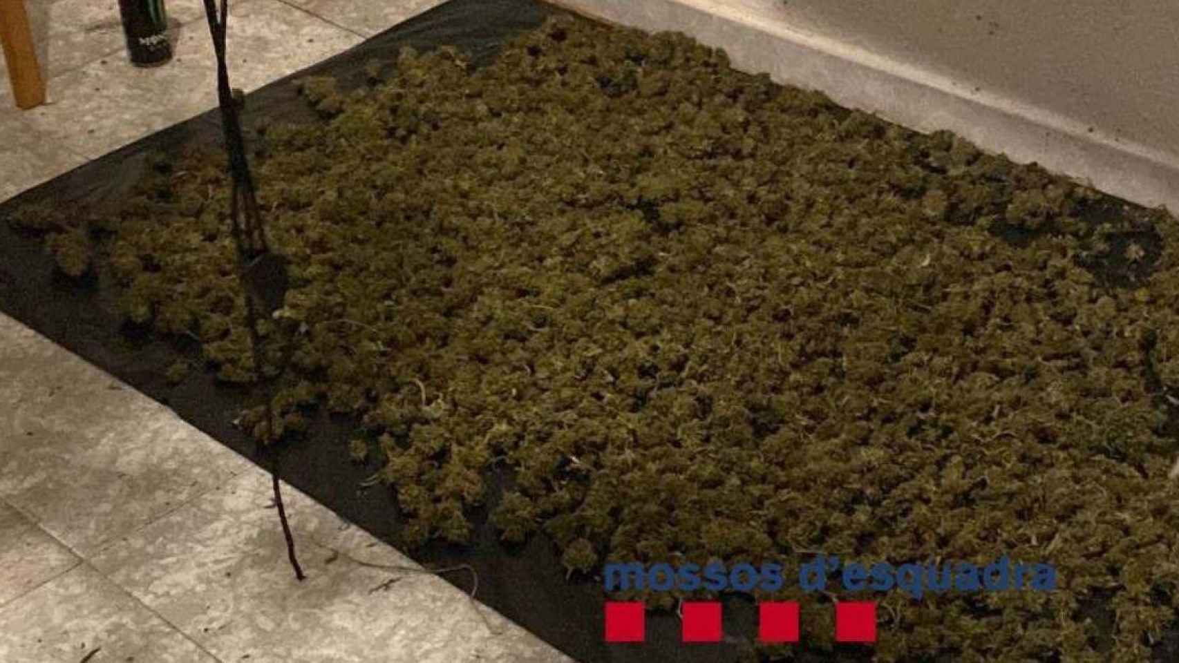 Plantación de marihuana localizada en un piso ocupado en Santa Coloma de Gramenet (Barcelona) / MOSSOS