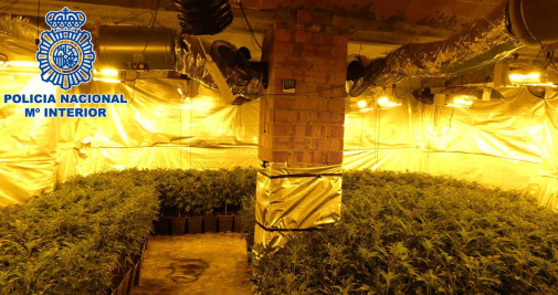 Plantación de marihuana desmantelada en Sant Feliu de Guíxols / CNP