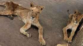 Los leones famélicos hace dos años en el zoo de Al Qurashi (Sudán) / FACEBOOK