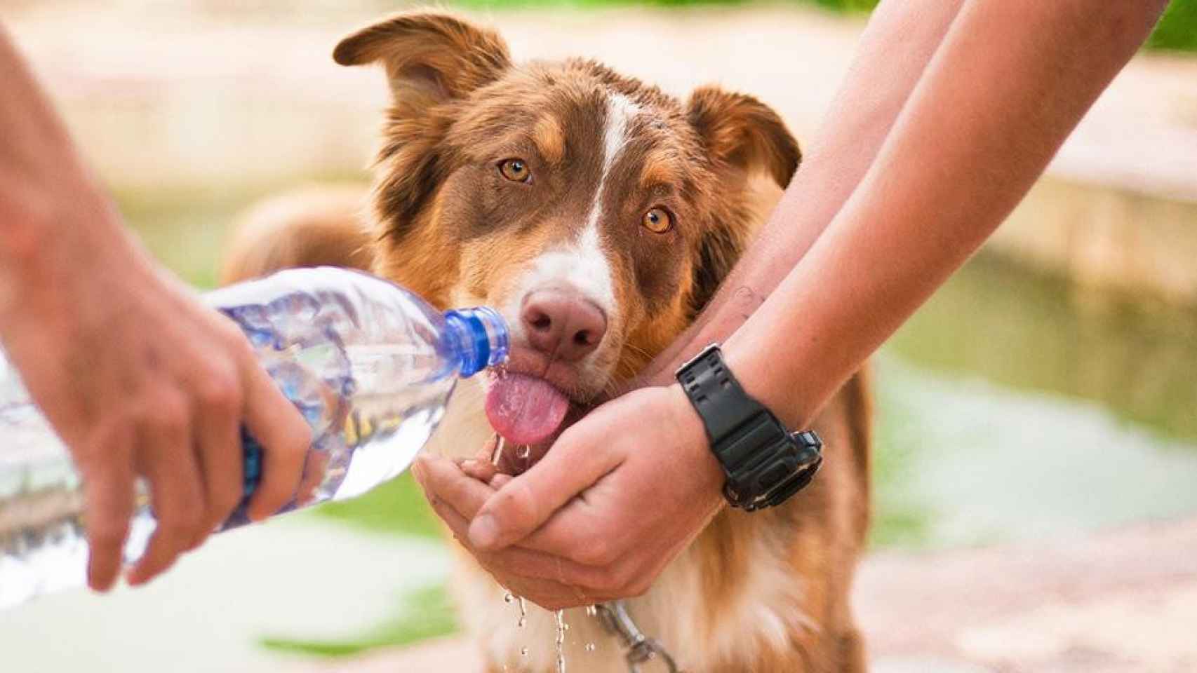 Perro bebiendo agua / PIXABAY