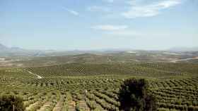 Un campo de Jaén / EFE