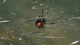 La viuda negra, una de las arañas más venenosas del mundo / CG