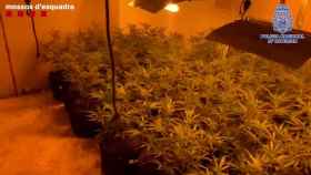 Una de las plantaciones de marihuana desmanteladas / MOSSOS
