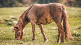 Un caballo en una imagen de archivo, como el que ha dado positivo en fiebre del Nilo / PEXELS