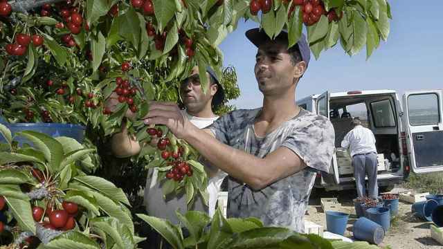 Un temporero recoge fruta / EFE