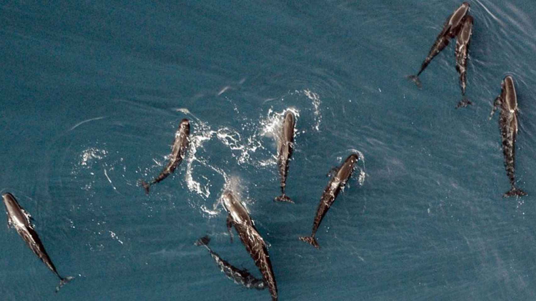 Avistamiento de delfines en la Costa Brava / EFE