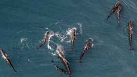 Avistamiento de delfines en la Costa Brava / EFE