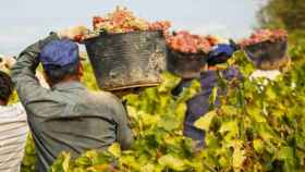 Temporeros recogiendo uvas / EUROPA PRESS
