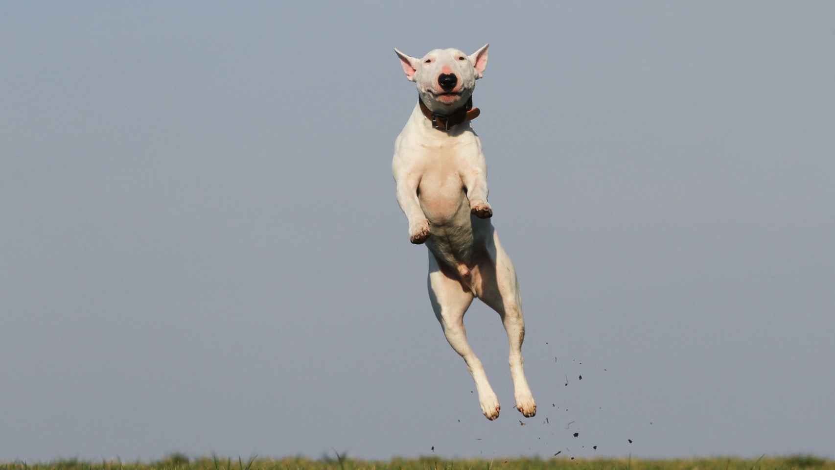 Un perro saltando en el aire libre