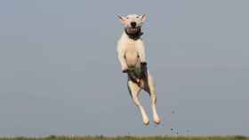 Un perro saltando en el aire libre