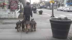 El hombre pasea a sus cinco perros sin correa