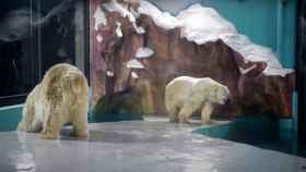 Osos polares en el Polar Bear Hotel / YOUTUBE