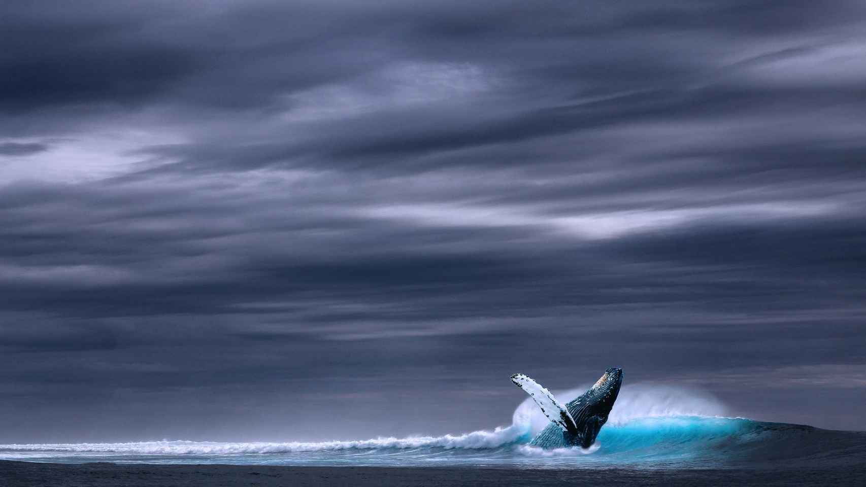 Una de las ballenas azules avistadas en Georgia del Sur / CG