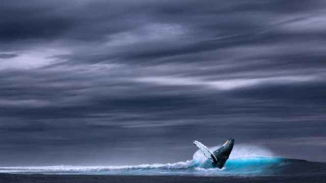 Una de las ballenas azules avistadas en Georgia del Sur / CG