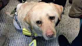 Así humillaron los pasajeros del metro de Londres a un ciego y a su perra guía
