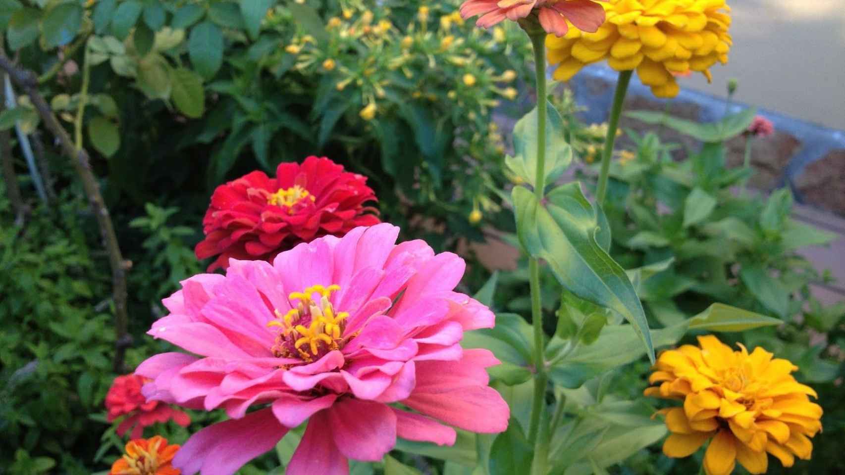 Una foto de archivo de unas flores en un jardín