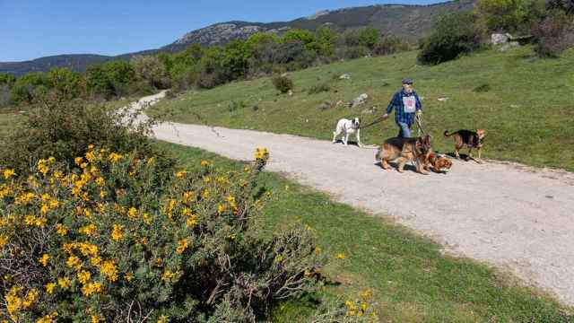 Una persona pasea a sus perros por la montaña, donde un hombre envenenó a dos y se libra de la cárcel / EUROPA PRESS