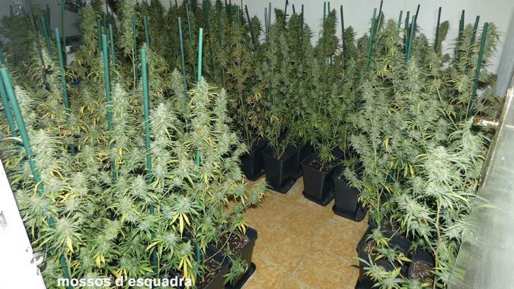 Plantación de marihuana por la que ha sido detenida una mujer en Agramunt / MOSSOS D'ESQUADRA