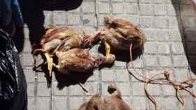 Animales sacrificados por el grupo de santeros en Badalona / ANIMA NATURALIS