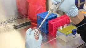 Un laboratorio estudia las mutaciones del coronavirus / CG