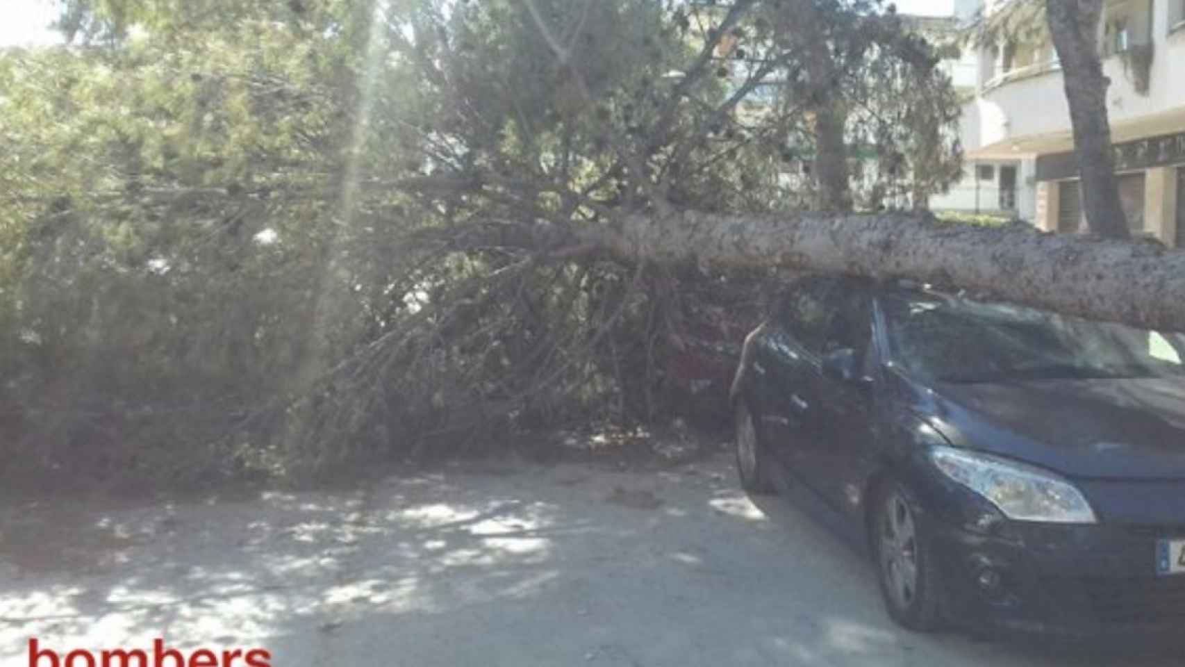 Una foto de un árbol caído encima de un vehículo estacionado