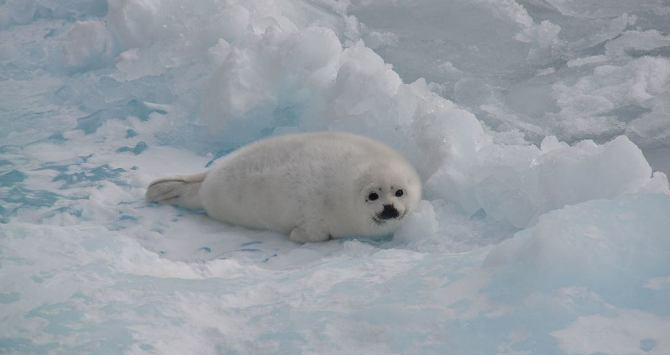 Imagen de archivo de una foca en el Ártico /Creative Commons /Lysogeny