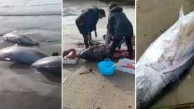 Tres imágenes de la pérdida de atunes de Balfegó a principios de año / CG