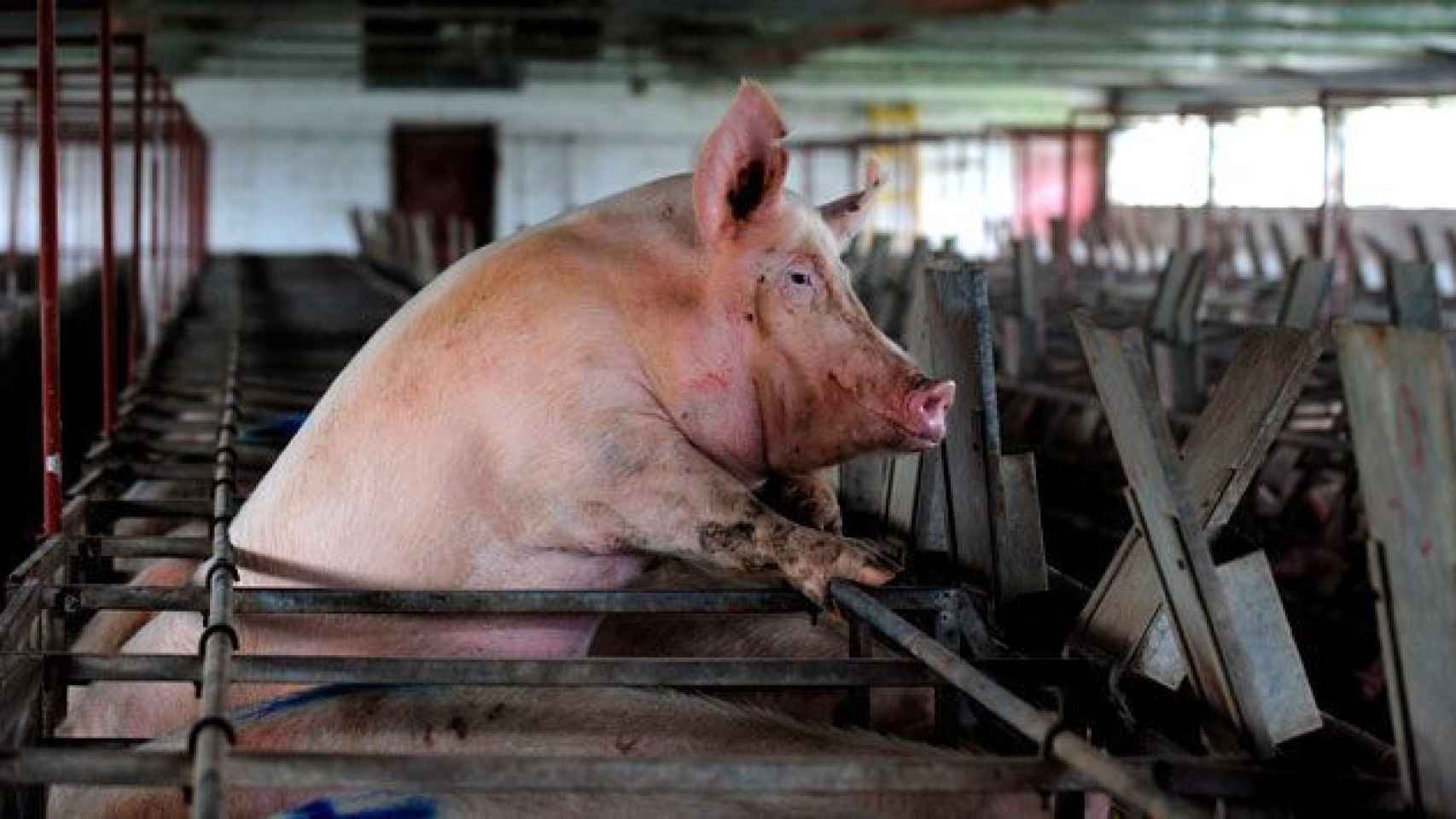 Un ejemplar de cerdo se asoma sobre su jaula en una cárnica española, cuya patronal sectorial se revuelve ante la presión laboral de CCOO / EFE