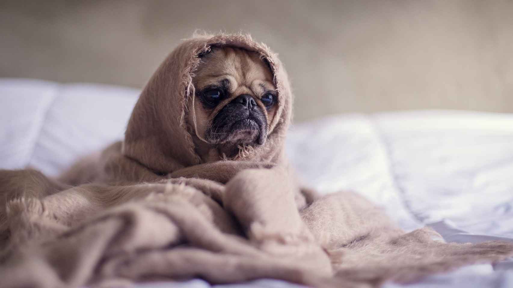 Perro enrollado en una manta / CREATIVE COMMONS