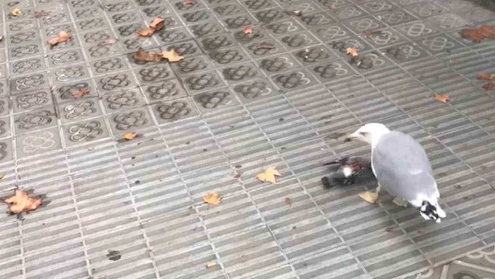 Una gaviota devora a una paloma en Barcelona / MA