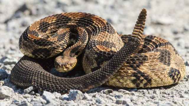 Una foto de una serpiente cascabel