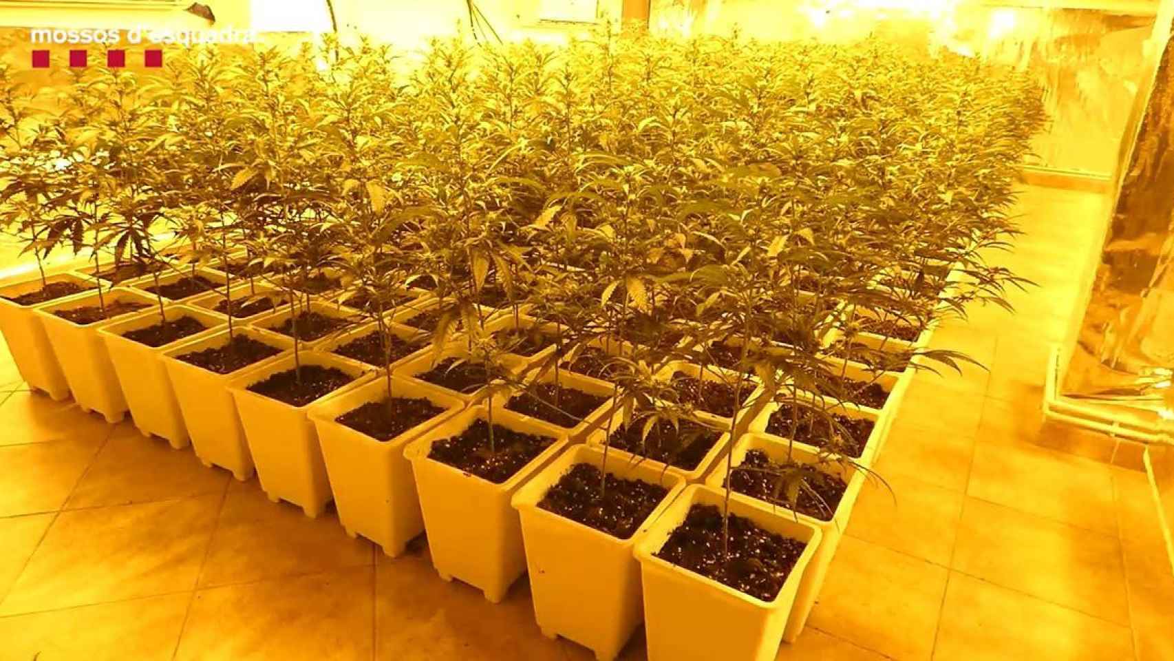 Las plantas de marihuana halladas en una vivienda de Llagostera (Girona) / MOSSOS D'ESQUADRA