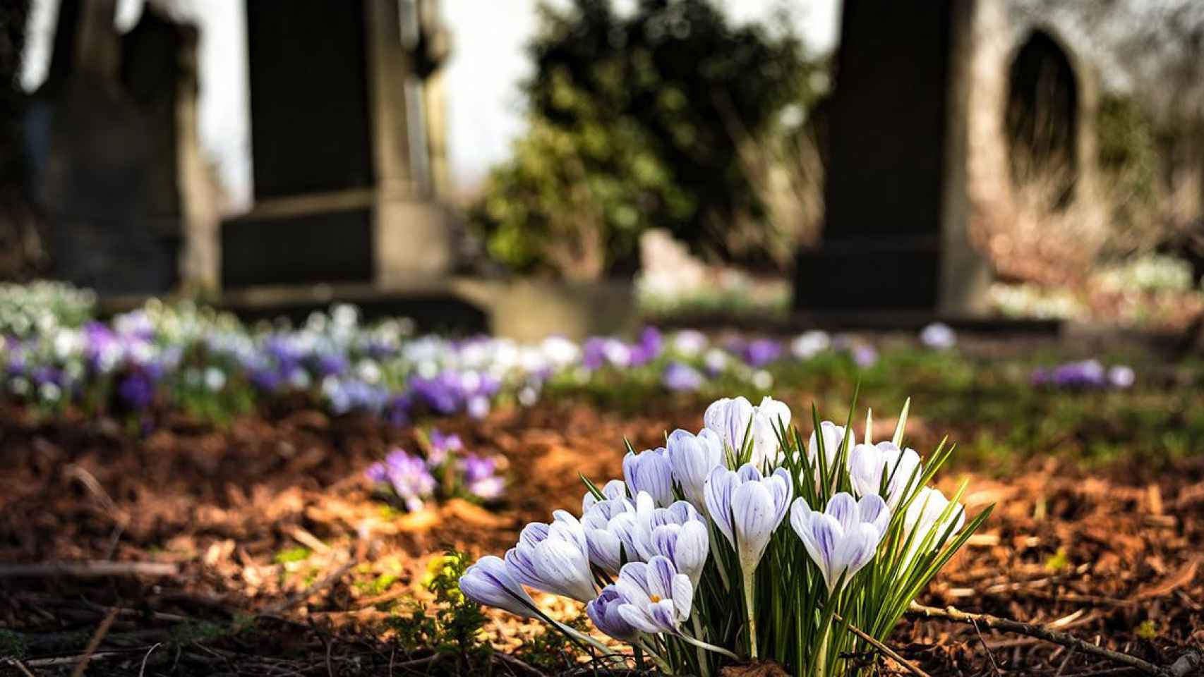 Flores en un cementerio / PEXELS