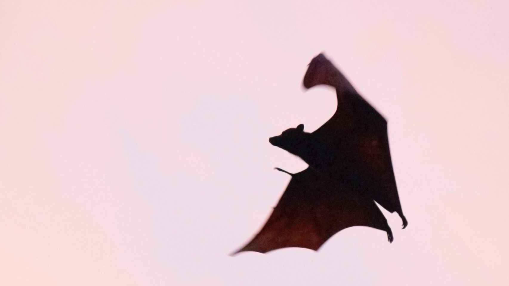 Un murciélago, una de las especies que podría adaptarse al cambio climático / UNSPLASH