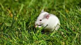 Una foto ilustrativa de una rata en un espacio verde / Pixabay