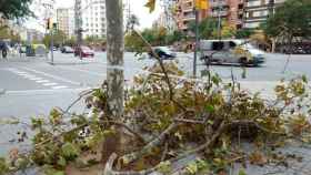 Ramas de un árbol en el suelo tras caer empujadas por las fuertes rachas de viento en Barcelona / EP