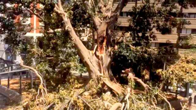 Se desploma el ficus centenario de la plaza Santo Domingo de Murcia