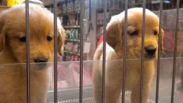 Una foto de archivo de dos cachorros en una tienda de animales