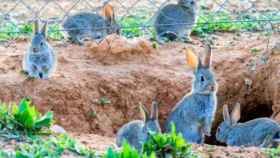 Un grupo de conejos ante una madriguera / EUROPA PRESS