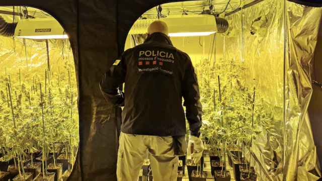 Plantación de marihuana que montó el fugitivo danés en una casa de Manresa / MOSSOS D'ESQUADRA
