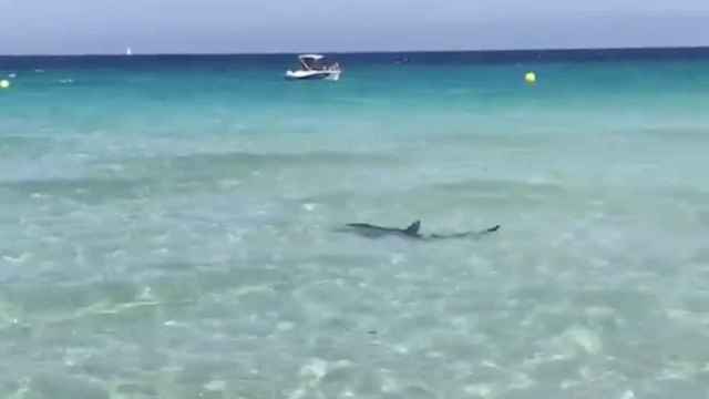 Una imagen del tiburón en Calas de Mallorca / Twitter