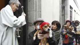 Perros, gatos y otros animales hacen cola en Madrid para recibir la bendición de San Antón.