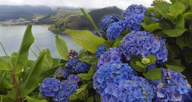 Las hortensias son muy habituales en Azores / YOLANDA CARDO
