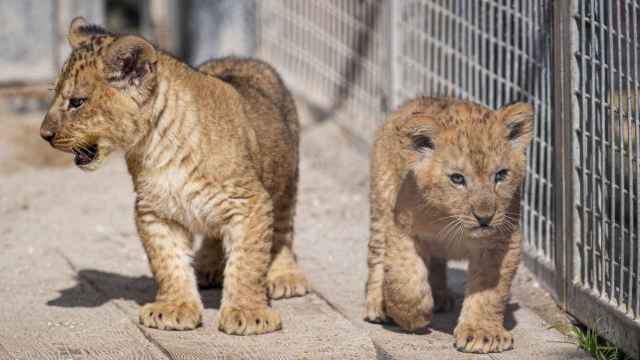 Dos crías de leones bárbaros / EP