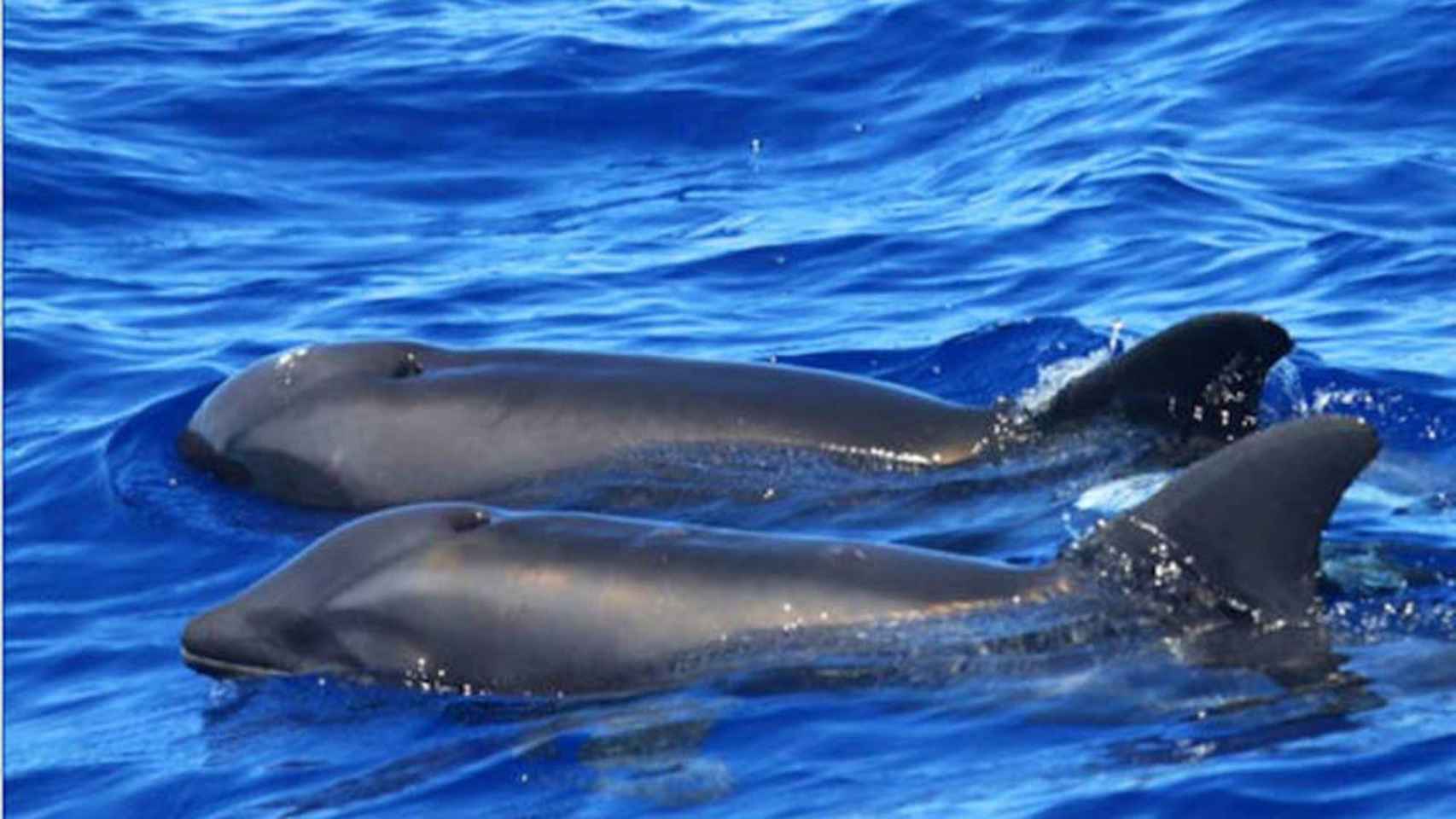 Primer híbrido de delfín y ballena / CREATIVE COMMONS