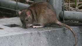 Una rata, el animal donde habita el parásito Angiostrongylus cantonensis / EUROPA PRESS