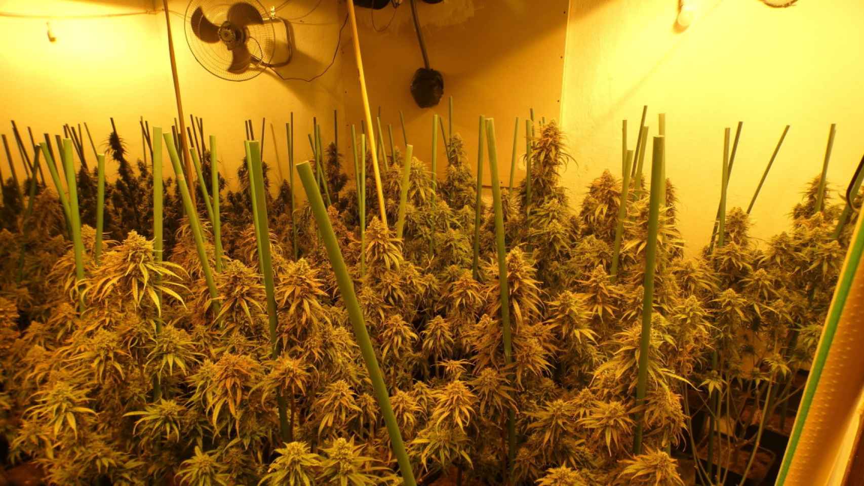 Plantación de marihuana desmantelada por los Mossos / MOSSOS D'ESQUADRA