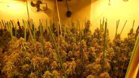 Plantación de marihuana desmantelada por los Mossos / MOSSOS D'ESQUADRA